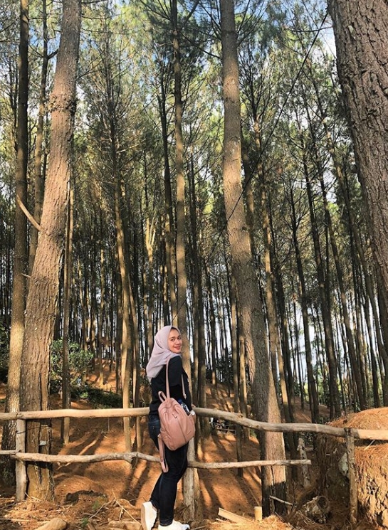 Lokasi Hutan Pinus Jogja