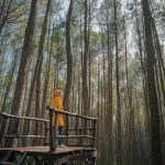 Alamat Hutan Pinus Asri