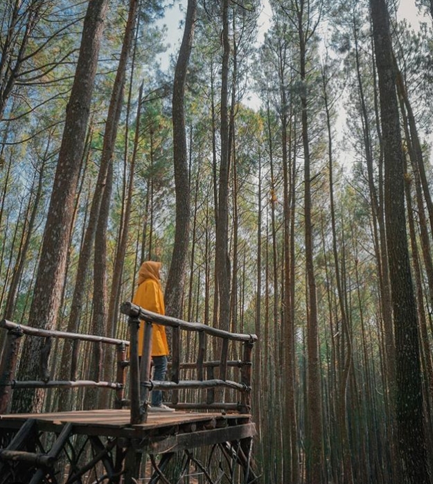Alamat Hutan Pinus Asri