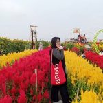 Alamat Kebun Bunga Matahari Bantul