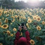 Harga Tiket Kebun Bunga Matahari Bantul