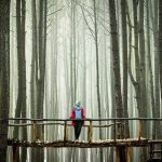Jam Buka Hutan Pinus Asri