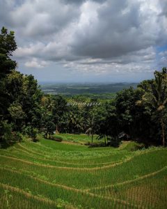 Terasering persawahan